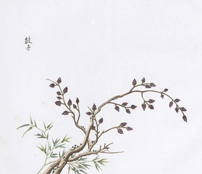 豉子中草藥國(guó)畫素材插畫國(guó)畫