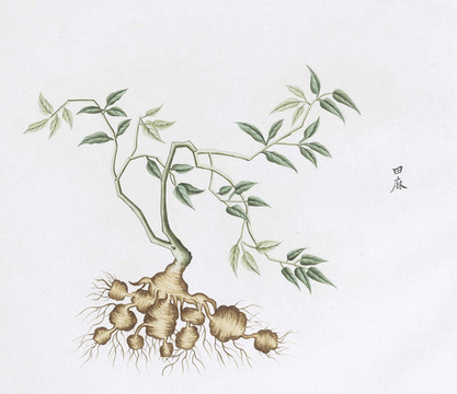 田麻中草藥國畫素材插畫國畫