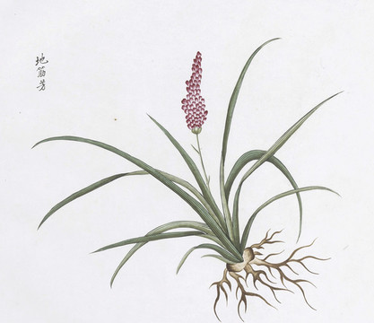 地筋芳中草藥國畫素材插畫國畫