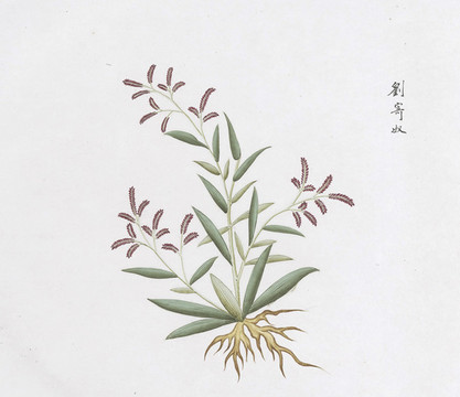 劉寄奴中草藥國畫素材插畫國畫