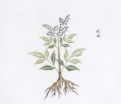 蛇床子中草藥國畫素材插畫國畫