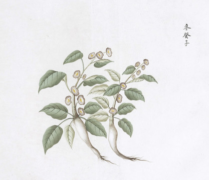 冬葵子中草藥國畫素材插畫國畫