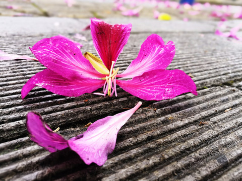 落花