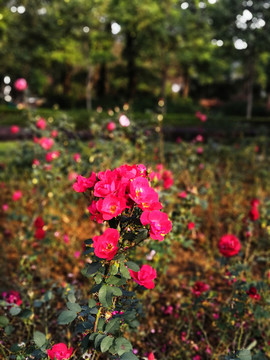 紅茶花