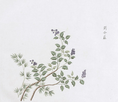 荊介蘇中草藥國(guó)畫素材插畫國(guó)畫
