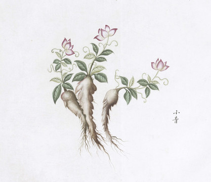小青中草藥國畫素材插畫國畫