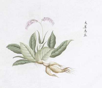 大葉馬藍中草藥國畫素材國畫
