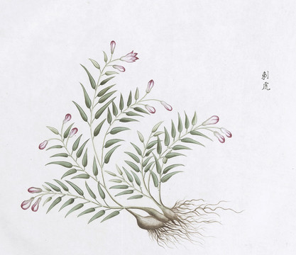 刺虎中草藥國(guó)畫素材插畫國(guó)畫