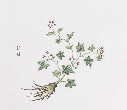 前胡中草藥國(guó)畫(huà)素材插畫(huà)國(guó)畫(huà)