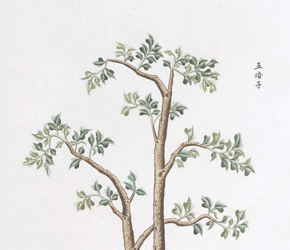五倍子中草藥國(guó)畫(huà)素材插畫(huà)國(guó)畫(huà)