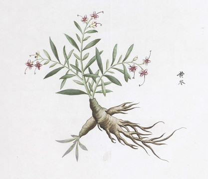 黃芩中草藥國(guó)畫(huà)素材插畫(huà)國(guó)畫(huà)