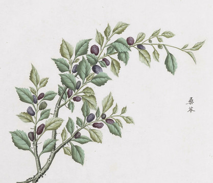桑葚中草藥國畫素材插畫國畫