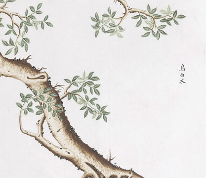 烏白木中草藥國畫素材插畫國畫