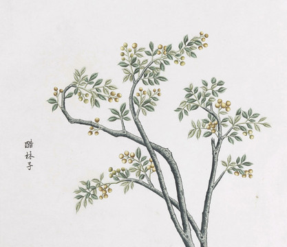 醋林子中草藥國(guó)畫(huà)素材插畫(huà)國(guó)畫(huà)
