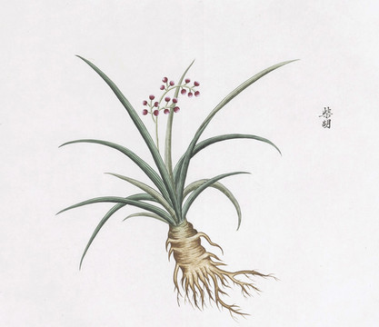 柴胡中草藥國畫素材插畫國畫