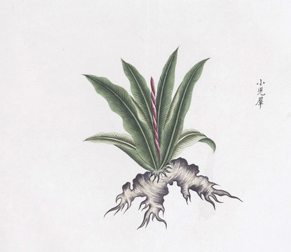 小見犀中草藥國畫素材插畫國畫