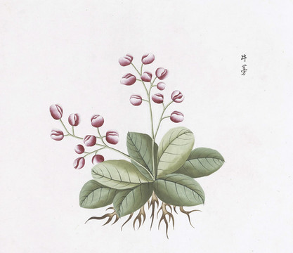 牛蒡中草藥國(guó)畫素材插畫國(guó)畫