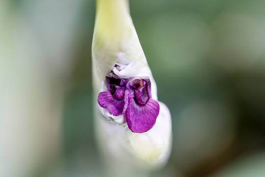 再力花