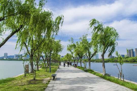 路邊柳樹