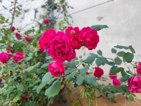 月季花墻