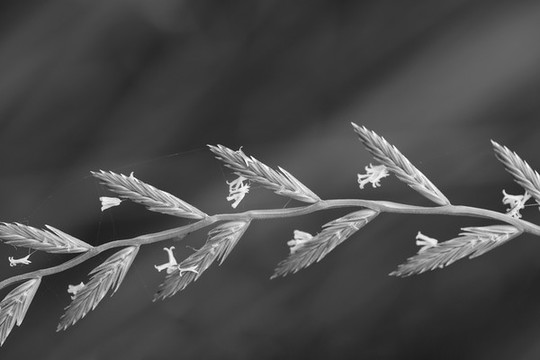黑麥草