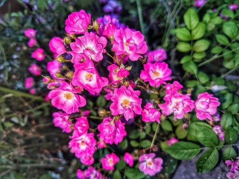 七姊妹小花
