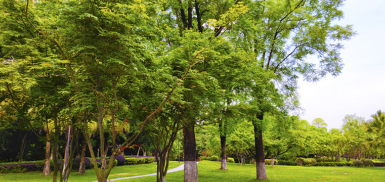 森林公園