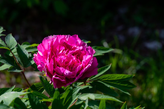 盛開(kāi)的牡丹花