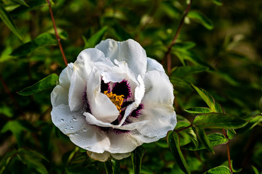 盛開(kāi)的牡丹花