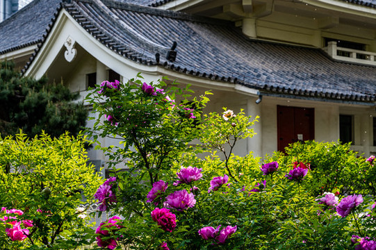 中國(guó)長(zhǎng)春牡丹園春季風(fēng)景