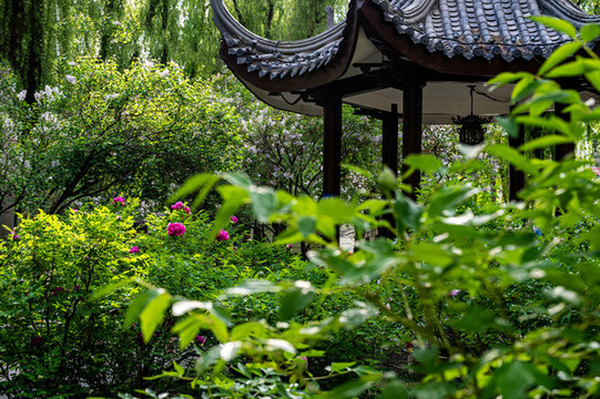 中國長春牡丹園春季風(fēng)景