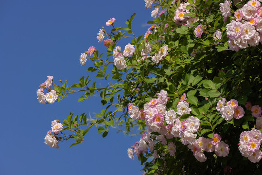 薔薇花