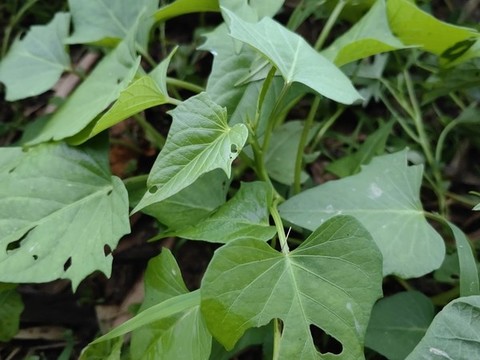 紅薯葉種植