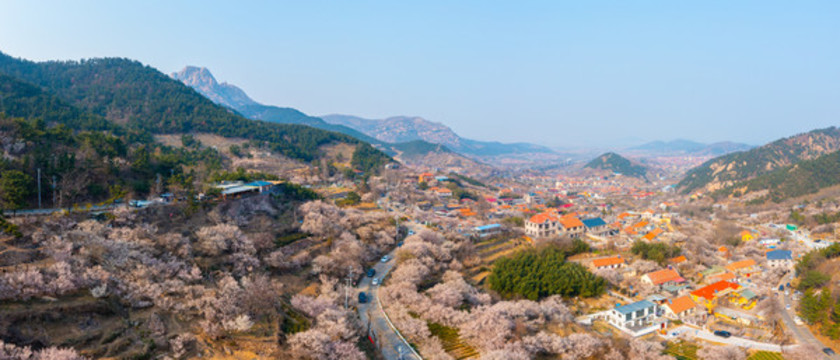 嶗山櫻桃