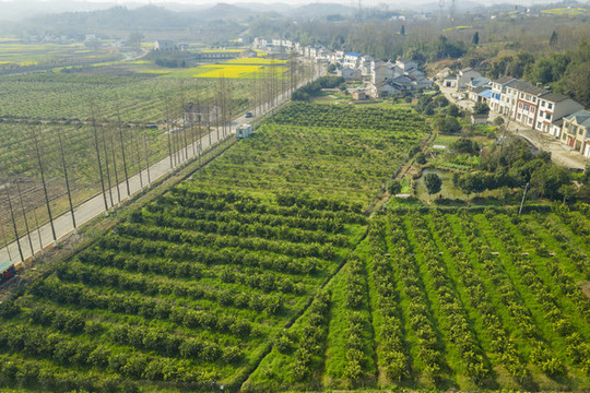 晚香蜜橙基地