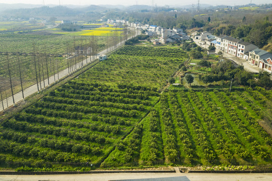 臍橙基地