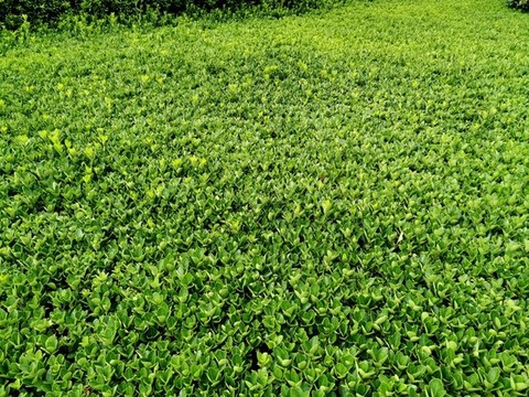 黃楊灌木背景貼圖材質(zhì)素材