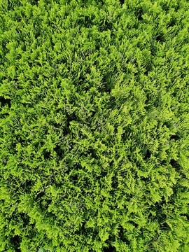 柏樹灌木