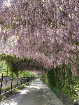 花棚花走廊