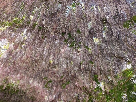 花棚花走廊