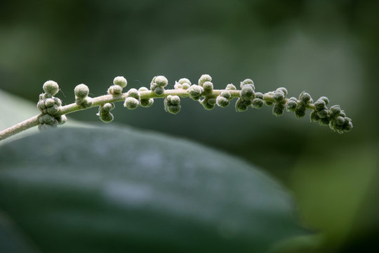 白背葉花