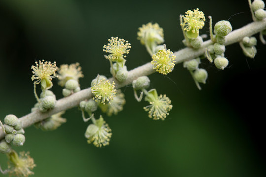 白背葉花
