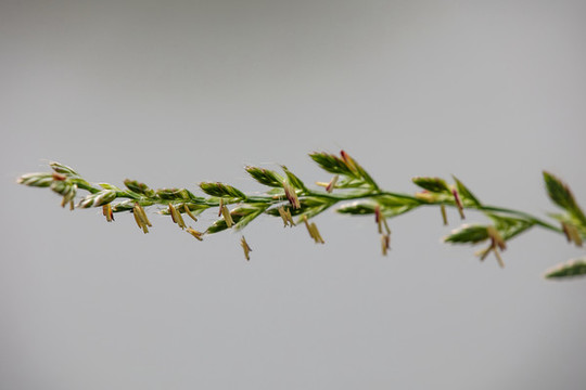 黑麥草