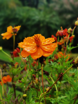 菊花