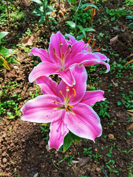 紅色百合花