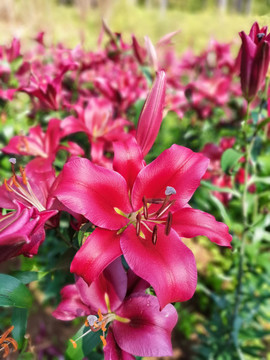 紅色百合花