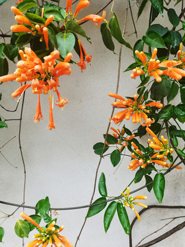 炮仗花