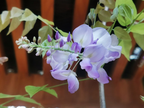 紫藤花