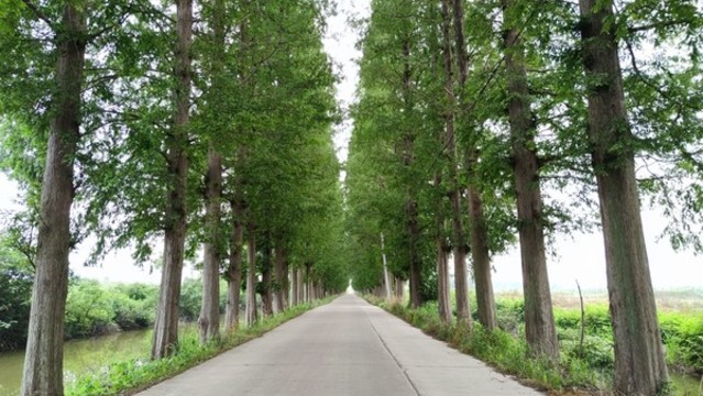 透視鄉(xiāng)間小路松樹