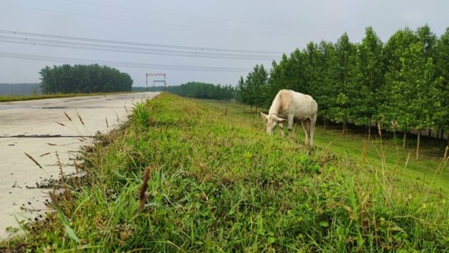 風(fēng)吹草低見牛羊